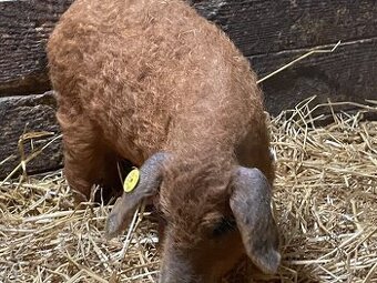 Odstavcata Durok x mangalica
