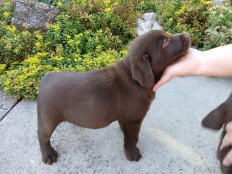 Labrador šteniatka