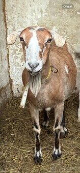 Predám dojnú kozu