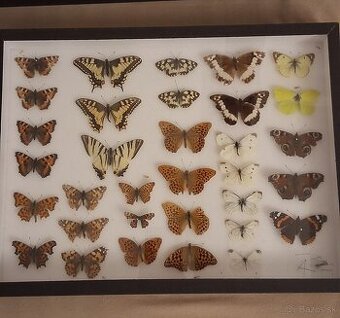 Zbierka motýľov a hmyzu