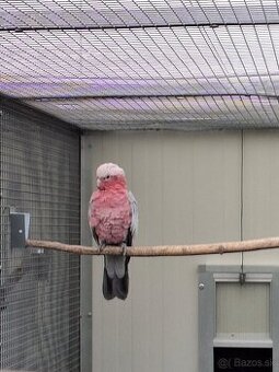 Predaj kakadu ružový