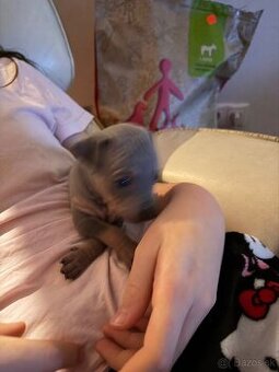 Americky bezsrsty terier