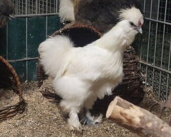 Hodvabnicka kohuty- 2 farby