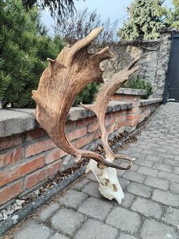 Madailova trofej daniela