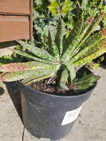 Ponúkam rastlinu - Gasteria