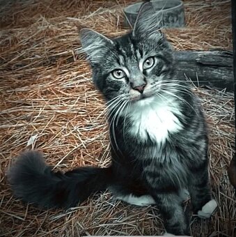Mainská mývalia, Maine Coon , MCO]