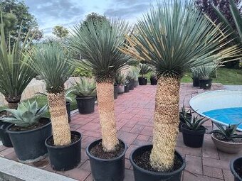 Yucca rostrata