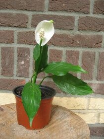 Lopatkovec - Spathiphyllum