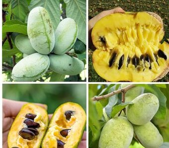 Kúpim pawpaw