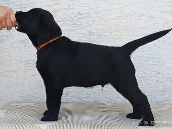 Labrador Retriever s PP