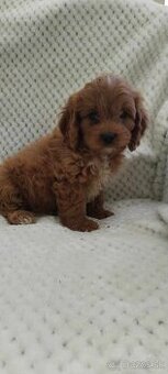 Cavapook