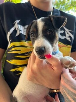 Jack Russell Terrier