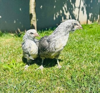 Araucana striebornokrka.