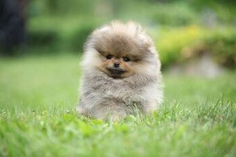 🐶 Nádherný pejsek pomeraniana – Orange sobolí barva 🧡
