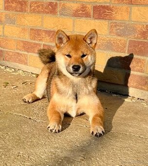 Shiba Inu fenka s PP.