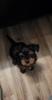 Predam šteniatka yorkshira