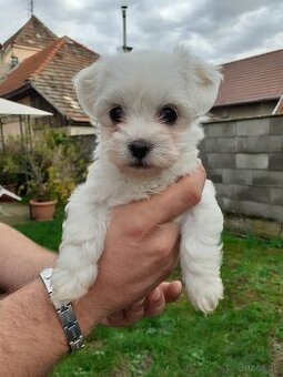 Mini maltezák