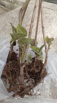 Paulownia Tomentosa volnokorenná minuloročná