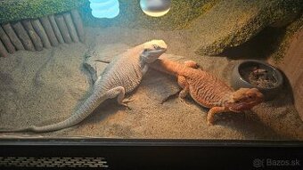 Agama bradata plus terarium