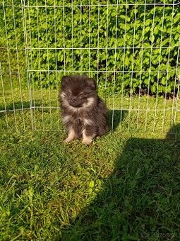 Pomeranian pomerian
