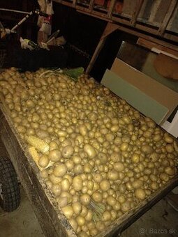 sadbove zemiaky , zemiaky na sedenie