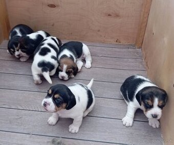 Predaj Beagle Tricolor