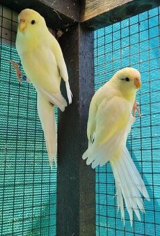 Kakariky cremino