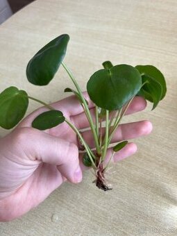 Izbové rastliny - pilea peperomioides a Epipremnum Divý Jano