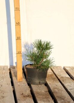 Borovica horská (pinus mugo)