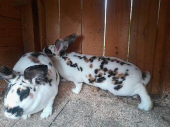 dalmatínsky rex trojfarebný