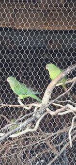 Papagaj nádherný ,Baraband