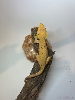 Pagekon Riasnatý 1.2