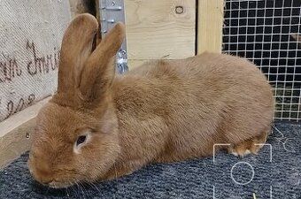 Novozélandský červený králik