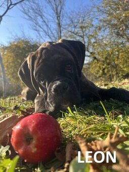 Nemecký boxer šteniatka (psíkovia) s PP