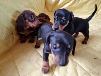 Jazvecík krátkosrsty