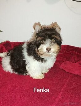 Yorkshirsky terier,  biewer,  choco, yorkshire