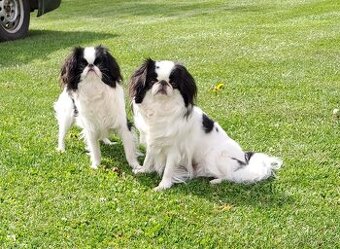 JAPAN CHIN - ŠTĚŇATA S PP - 1