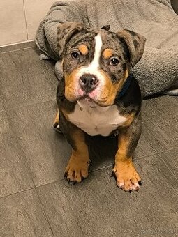 American bully pocket