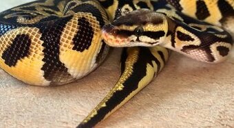 Python regius