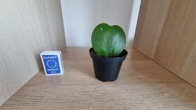 Hoya kerrii - srdiečkovy "kaktus", voskovka, sukulent - 1