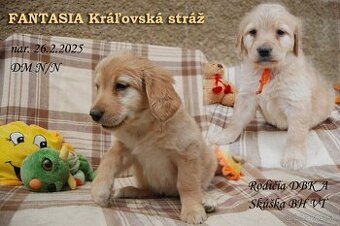 HOVAWART - plavá sučka FANTASIA Kráľovská stráž s PP FCI