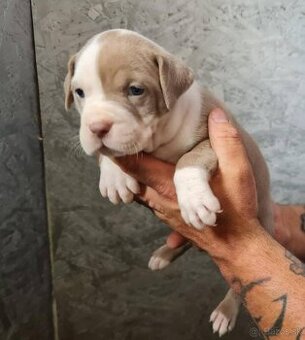 American Bully xl