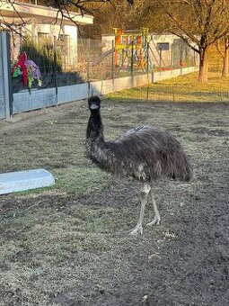 Predám pštros emu