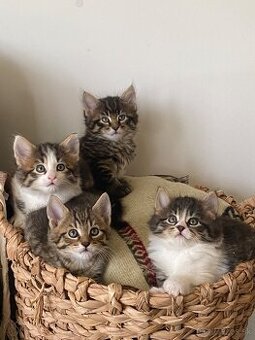 mačiatka Maine Coon/Nórska lesná + veľký domáci kocúr