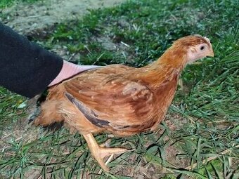 Kalimero natural hnedý vhodné už na vonkajší výbeh