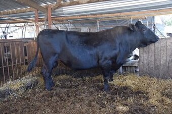Plemenny byk wagyu