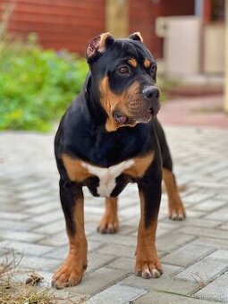 American bully xl/xxl