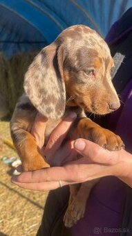 Jazvečík krátkosrstý