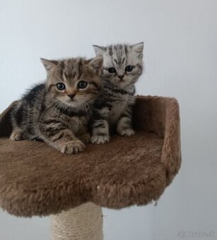 Britské ♥️Whiskas♥️mačiatka