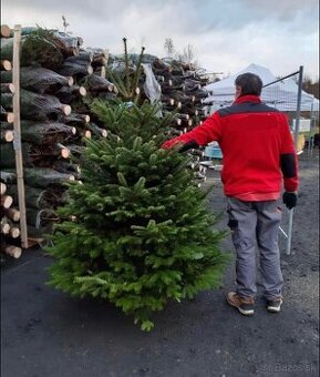 Veľkoobchod, Jedľa Kaukazská, vianočný stromček - Cela SR